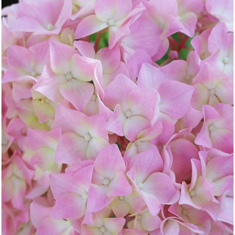 Hortensia French Bolero® 'Bolero', Hydrangea macrophylla à fleurs Rose - feuillage Caduc - Pot de 1,5L - 20/40 cm-  hauteur à maturité De 1,00 m à 1,5 - Imagen 1