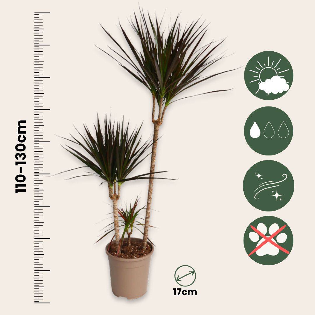 Dragonnier - Dracaena marginata 'Magenta' - Hauteur 110-130cm - ⌀24cm - Image 5