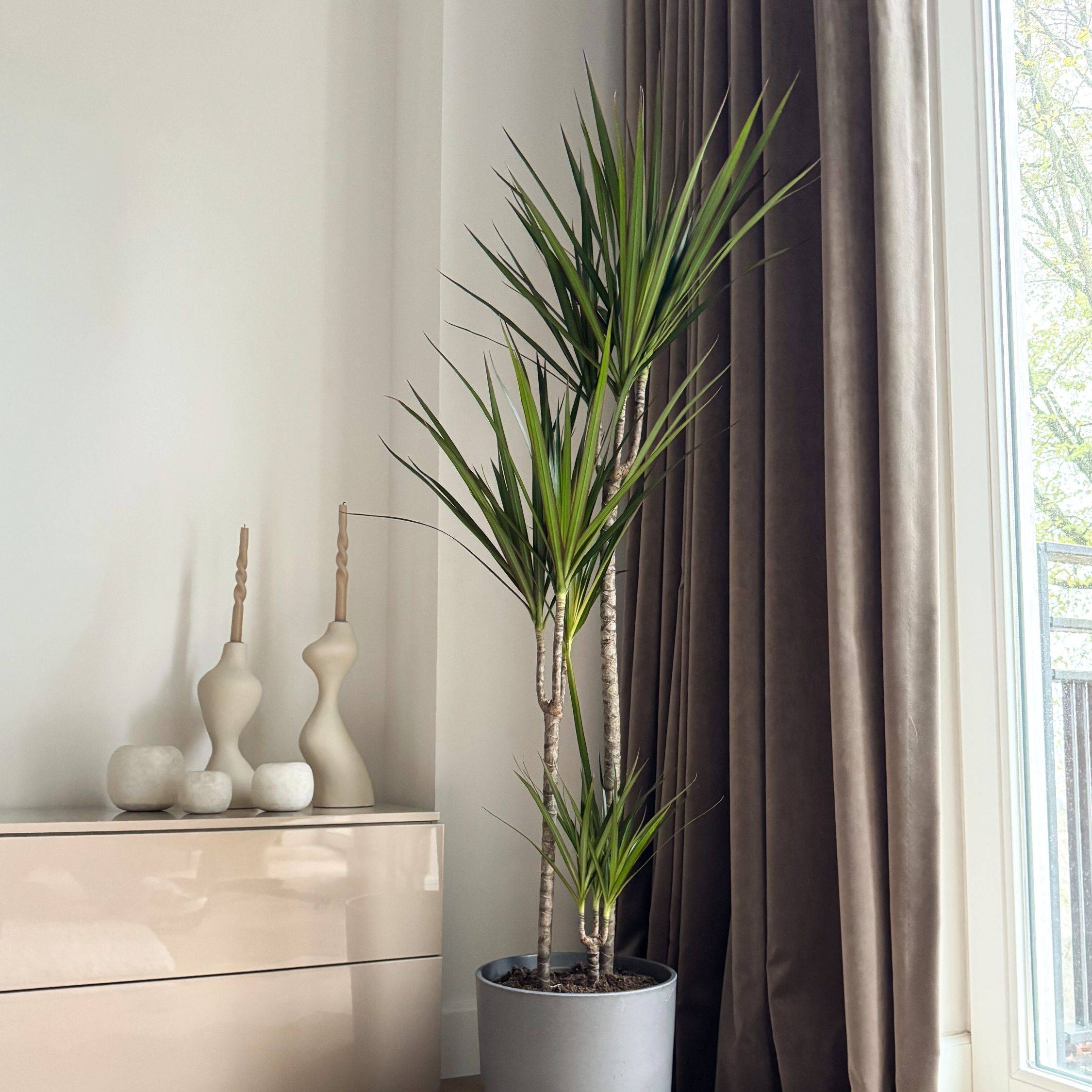 Dragonnier - Dracaena marginata 'Magenta' - Hauteur 110-130cm - ⌀24cm - Image 2