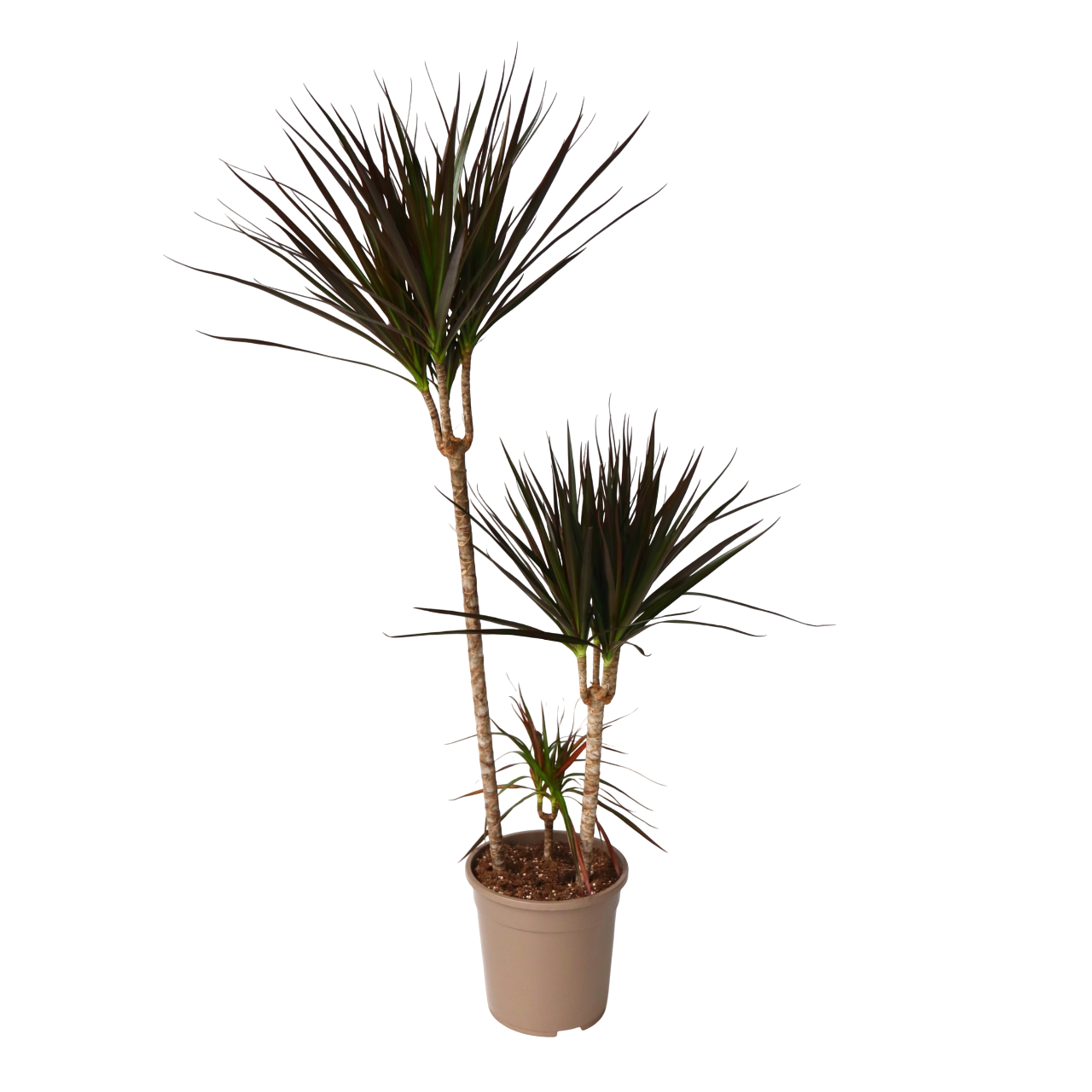 Dragonnier - Dracaena marginata 'Magenta' - Hauteur 110-130cm - ⌀24cm - Image 1