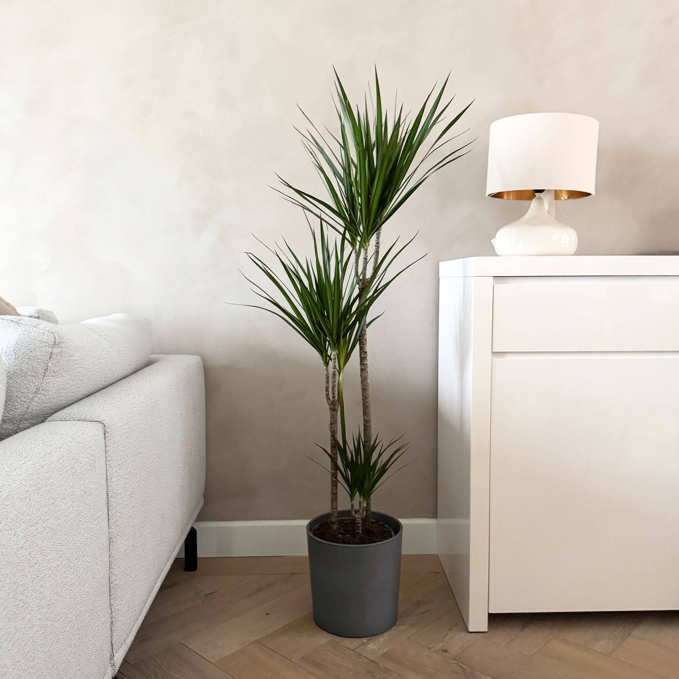 Dragonnier - Dracaena marginata 'Magenta' - Hauteur 110-130cm - ⌀24cm - Image 3