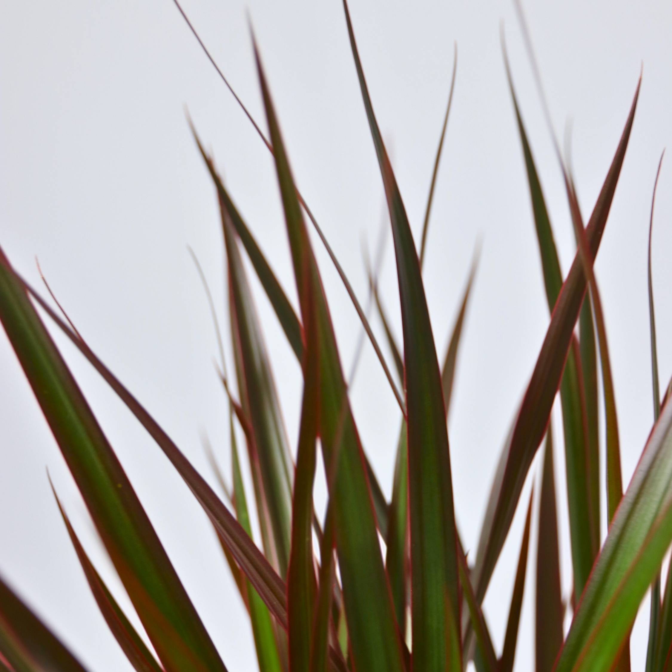Dragonnier - Dracaena marginata 'Magenta' - Hauteur 110-130cm - ⌀24cm - Image 4