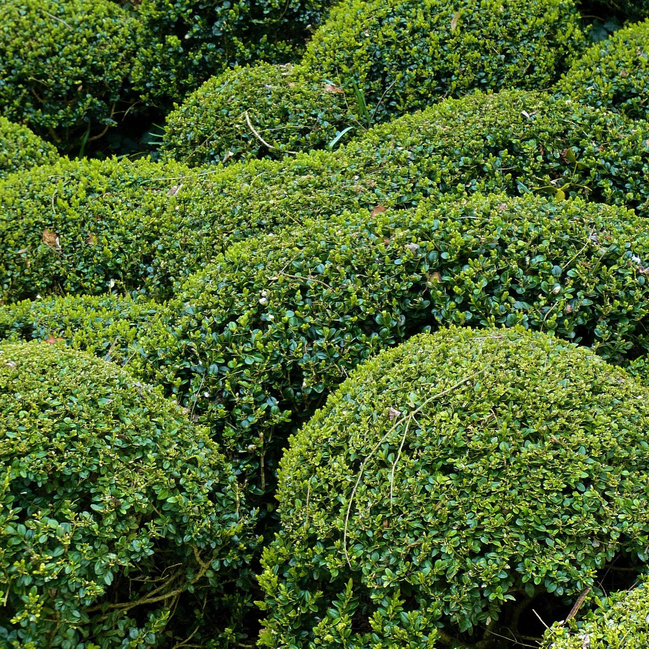 Buis - Buxus microphylla Faulkner  Pot de 2L/3L - Image 1