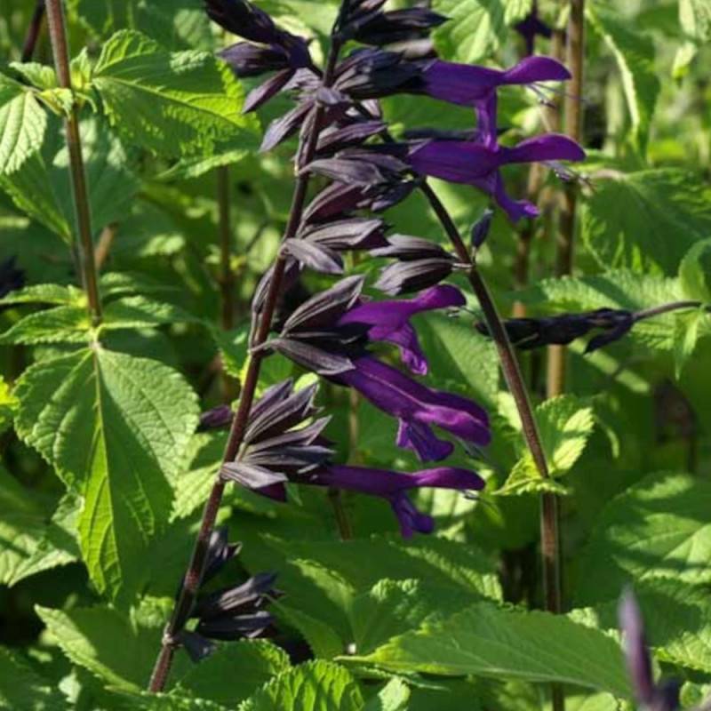 Sauge Amistad® à fleurs Violette/Noir - feuillage Caduc - Godet - 5/20 cm - Imagen 5