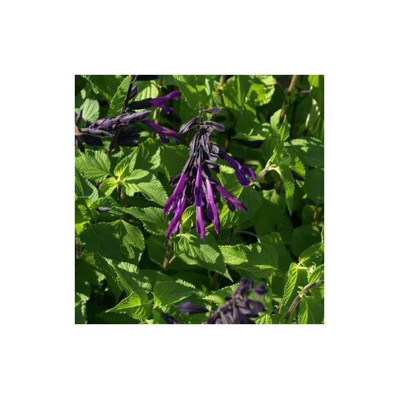 Sauge Amistad® à fleurs Violette/Noir - feuillage Caduc - Godet - 5/20 cm - Imagen 7