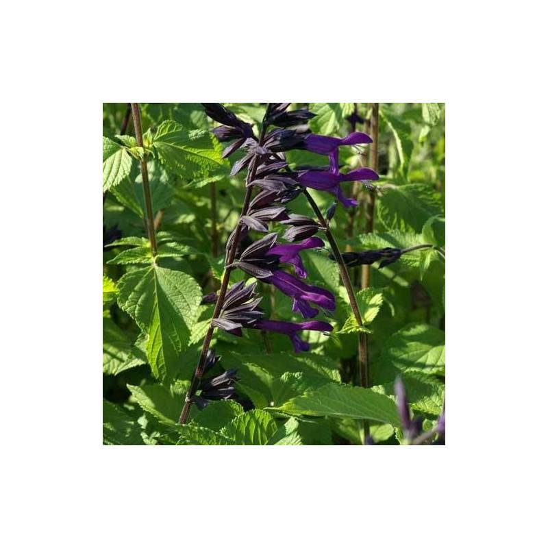 Sauge Amistad® à fleurs Violette/Noir - feuillage Caduc - Godet - 5/20 cm - Imagen 6