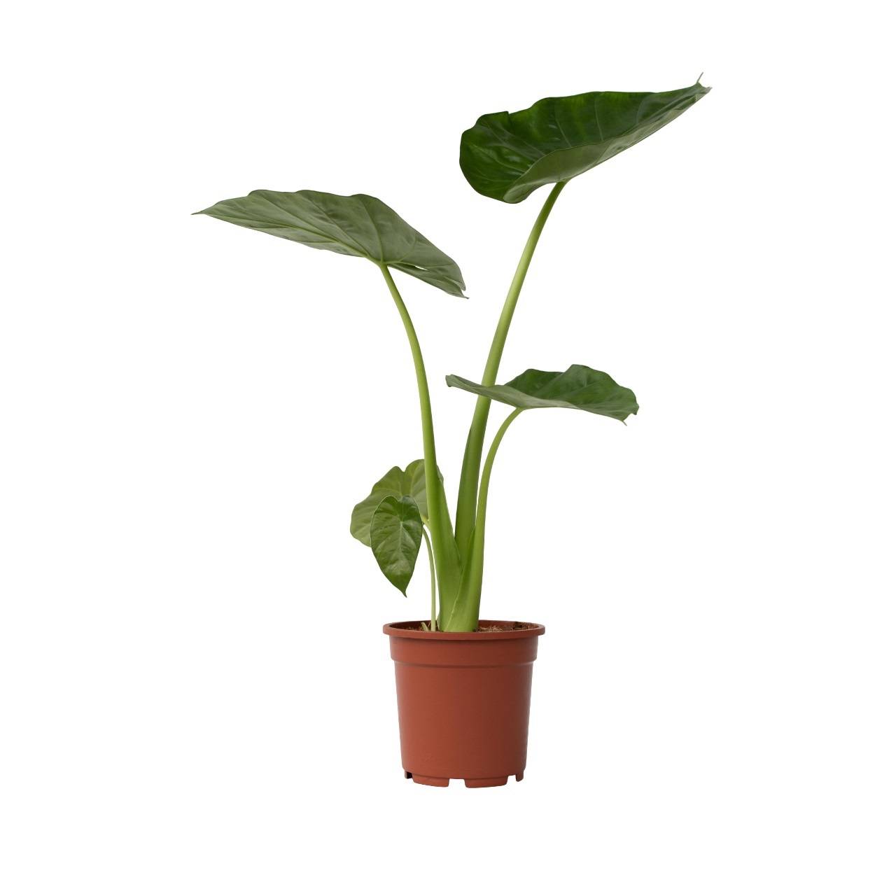 Plant In A Box - Plante à grandes feuilles - Alocasia 'Macrorrhizos' - Hauteur 60-70cm - ⌀17cm - Image 1