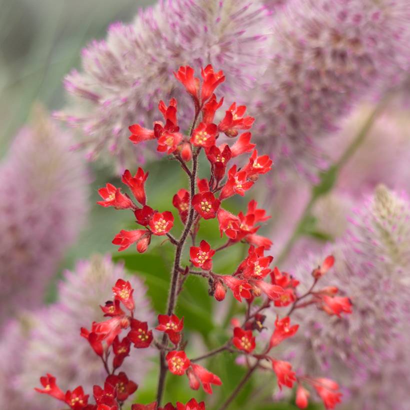 Promesse de Fleurs - Graines d'Heuchère Vivid - Heuchera sanguinea le sachet de 4250 graines environ (0,2g)