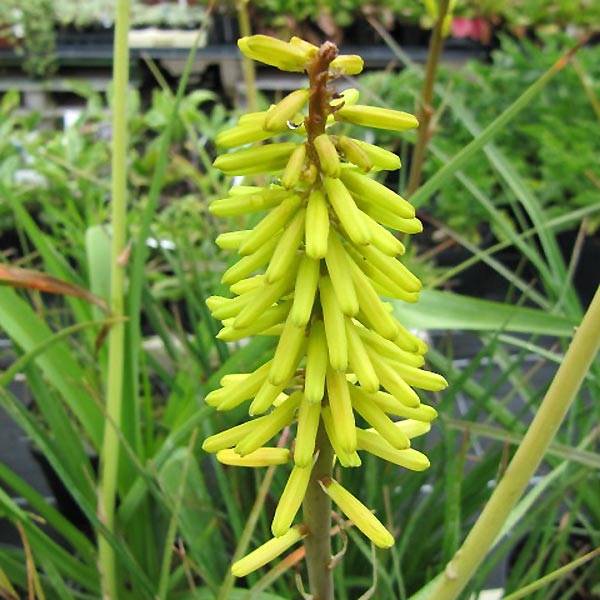 Kniphofia Little Maid - Tison de satan Little Maid Godet de 8/9 cm