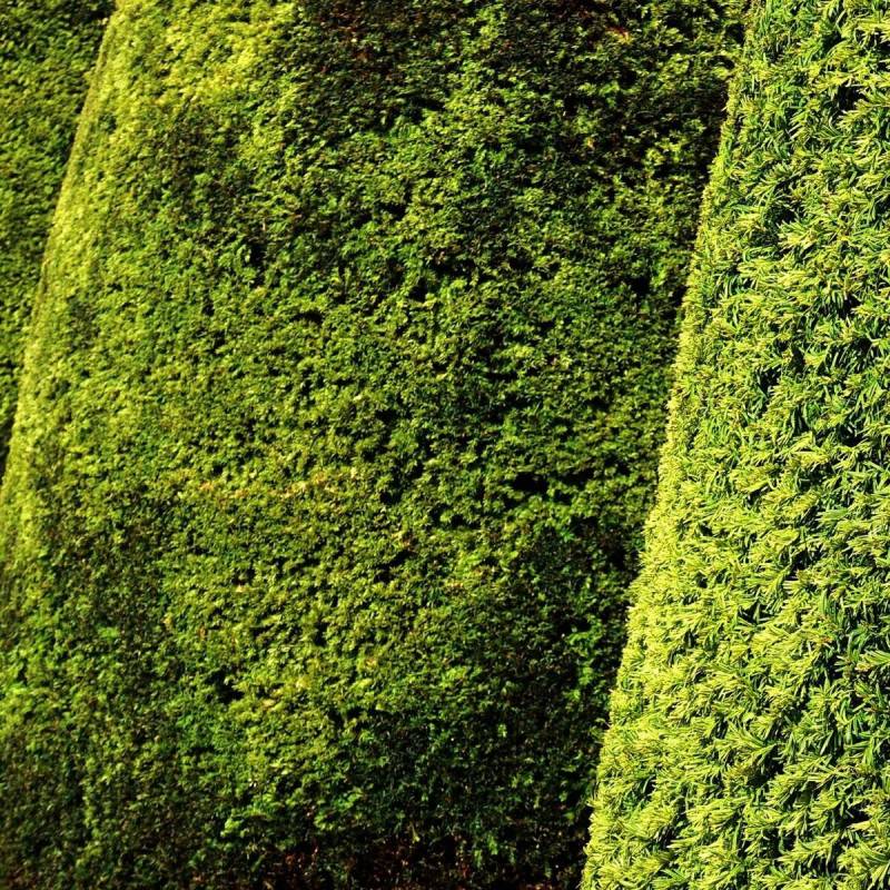 If fastigié doré, Taxus - Pot de 2L - 40/60 cm - Imagen 1