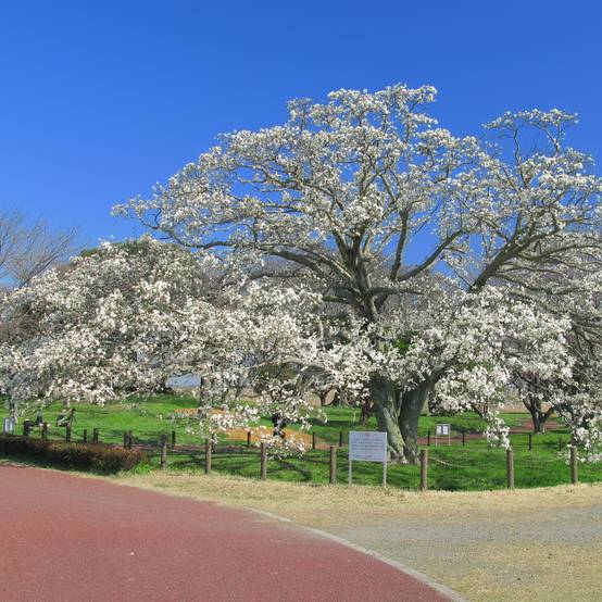 Magnolia kobus - Magnolia de Kobe Pot de 4L/5L - Image 1