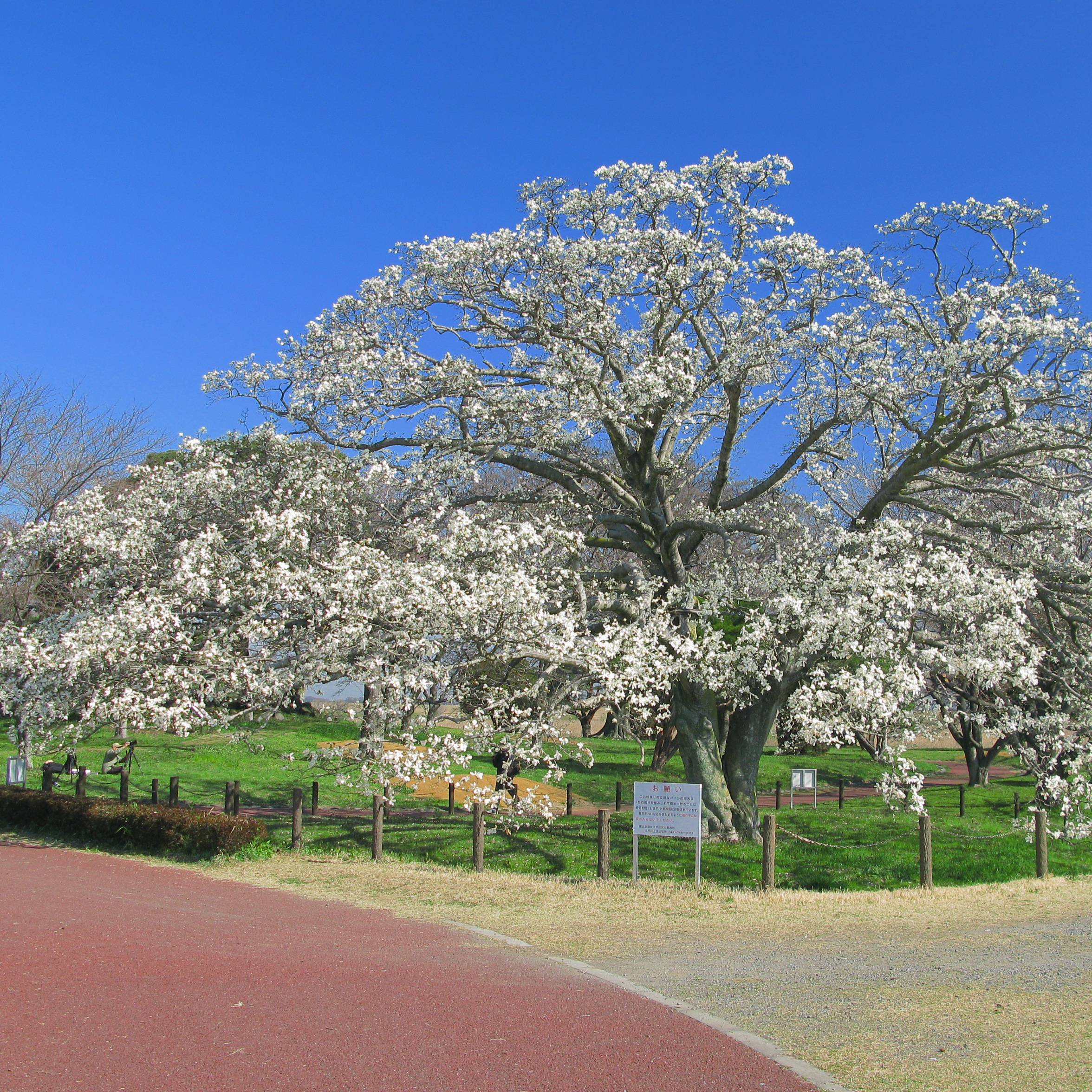 Magnolia kobus - Magnolia de Kobe Pot de 4L/5L - Image 1