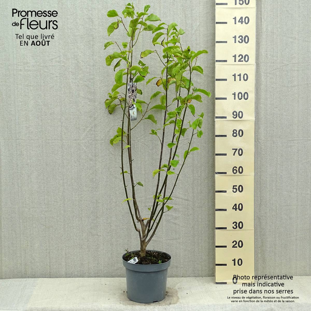 Magnolia kobus - Magnolia de Kobe Pot de 4L/5L - Image 2