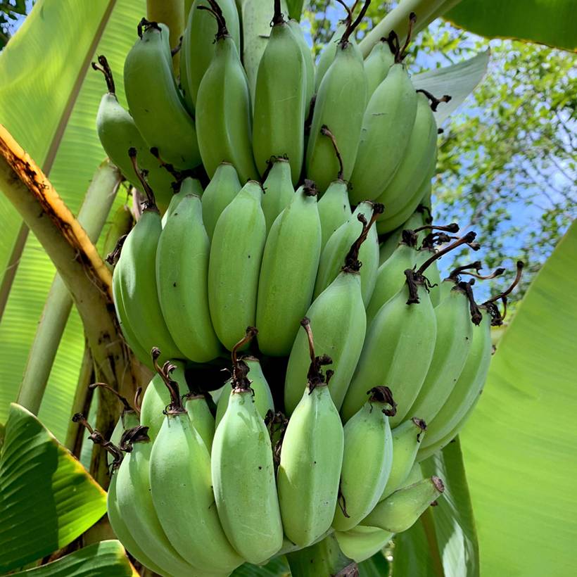 Promesse de Fleurs - Bananier - Musa sikkimensis Helen's Hybride Godet de 8/9 cm