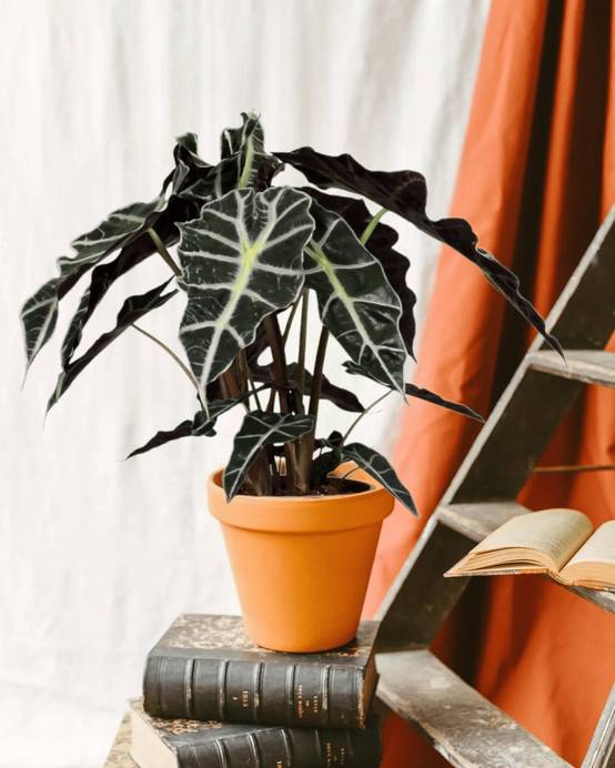 Alocasia Polly 45cm - Plante d'intérieur- La Green Touch - Image 2