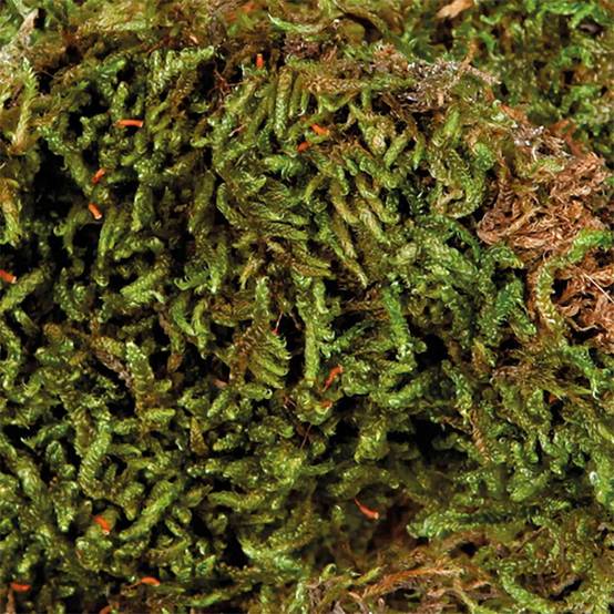 Trixie - Mousse pour terrarium, 200 g, Substrat pour terrariums humides. - Image 3