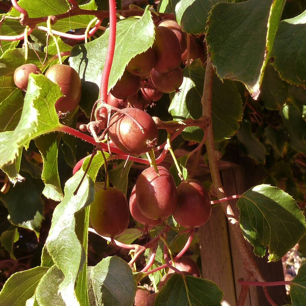 Promesse de Fleurs - Kiwai femelle Red Jumbo - Actinidia arguta Pot de 1,5L/2L
