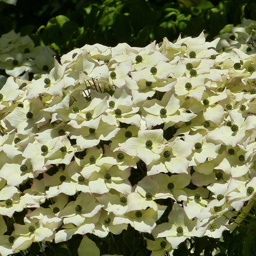 Cornus kousa - Cornouiller du Japon Pot de 2L/3L - Image 1