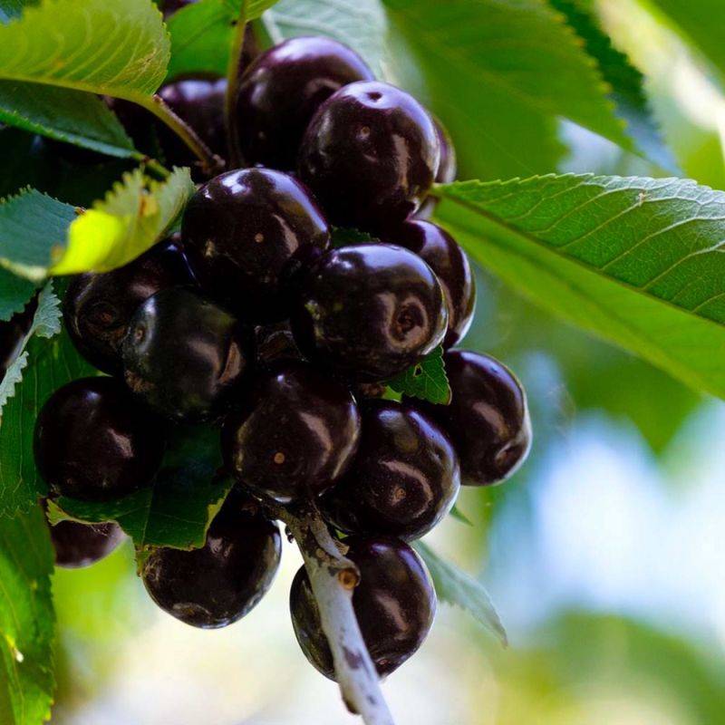 Cerisier bigarreau 'Noir de Meched' (Prunus avium 'Noire de Meched') - Scion de 150cm - Pépinières Naudet - Imagen 1