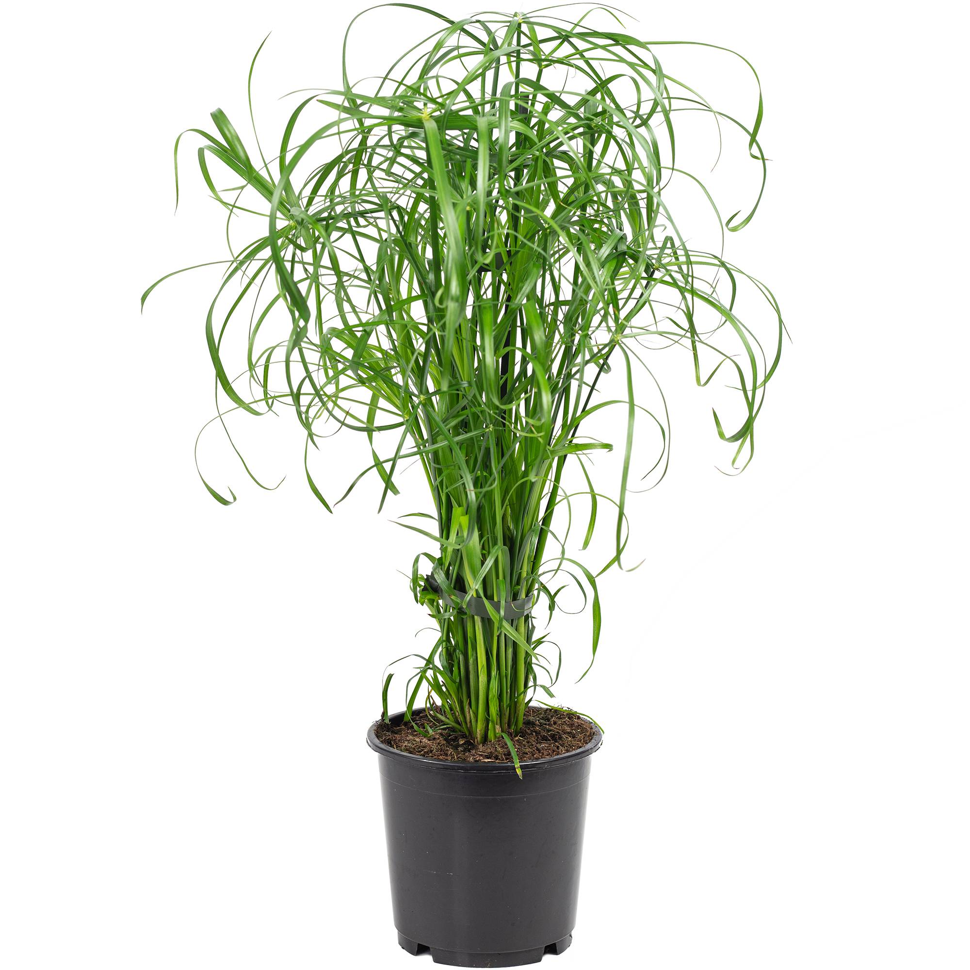 Papyrus alternifolié - plante d'intérieur facile d'entretien, Cyperus alternifolius - hauteur env. 60 cm, pot-Ø 14 cm