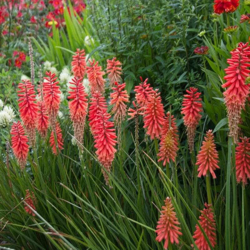 Kniphofia, Tison de Satan Poco Red® à fleurs Rouge/ - feuillage Caduc - Godet - 5/20 cm - Imagen 1