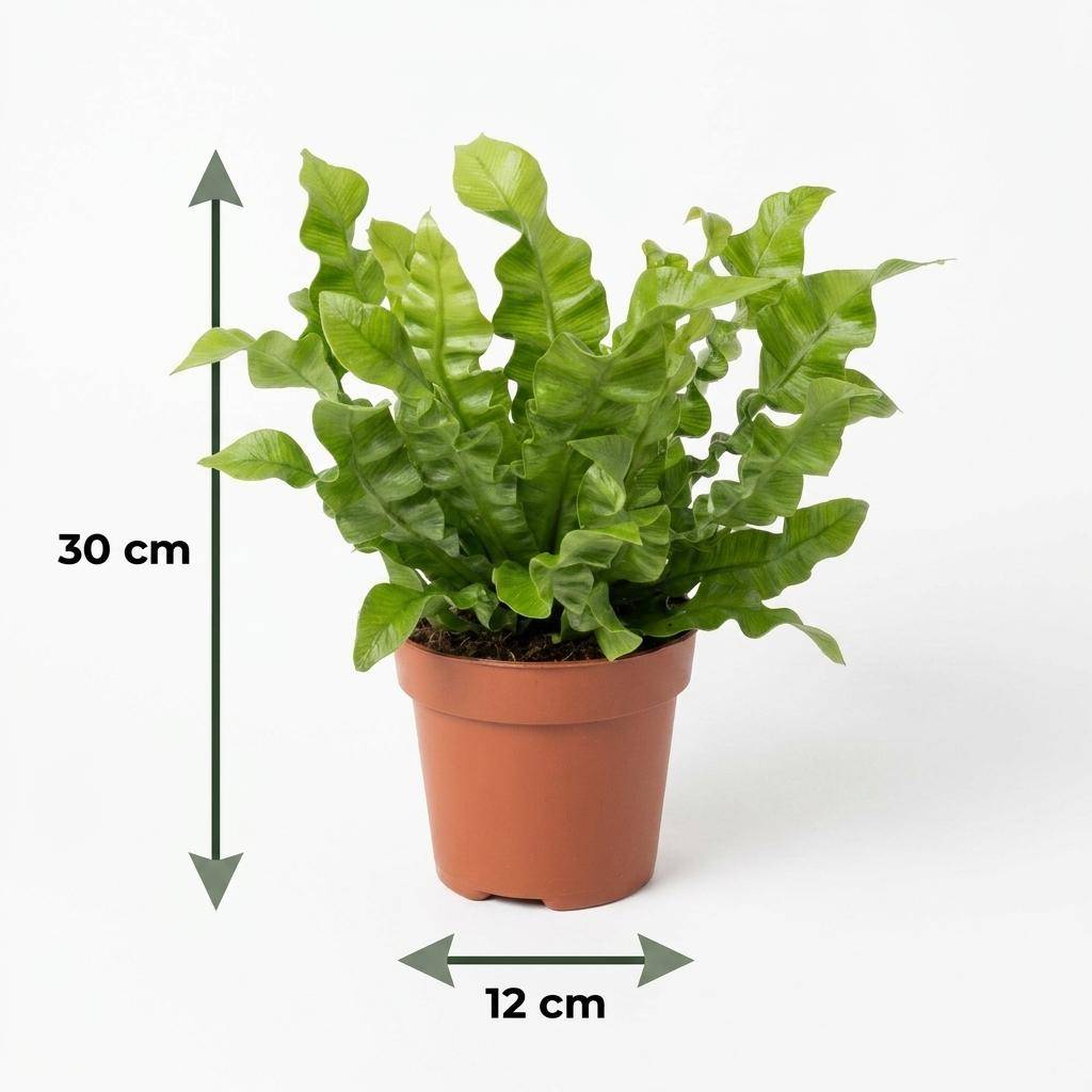 La Green Touch - Asplenium nidus Crispy Wave - Fougère nid d'oiseau - Panier en jonc de mer inclus - Pot Ø12 cm, H 25 cm - Image 5