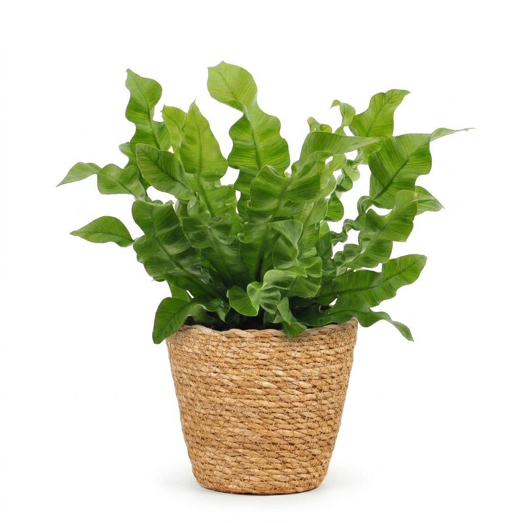 La Green Touch - Asplenium nidus Crispy Wave - Fougère nid d'oiseau - Panier en jonc de mer inclus - Pot Ø12 cm, H 25 cm - Image 2