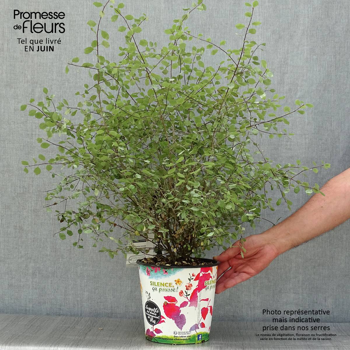 Promesse de Fleurs - Pittosporum tenuifolium Green Elf Pot de 4L/5L - Image 2