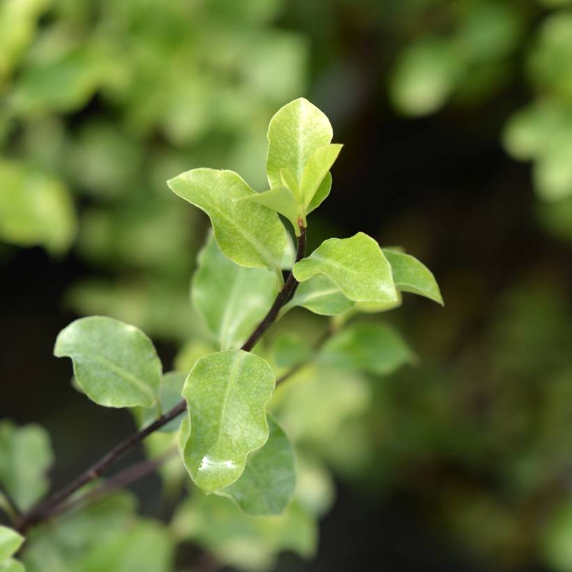 Promesse de Fleurs - Pittosporum tenuifolium Green Elf Pot de 4L/5L - Image 1