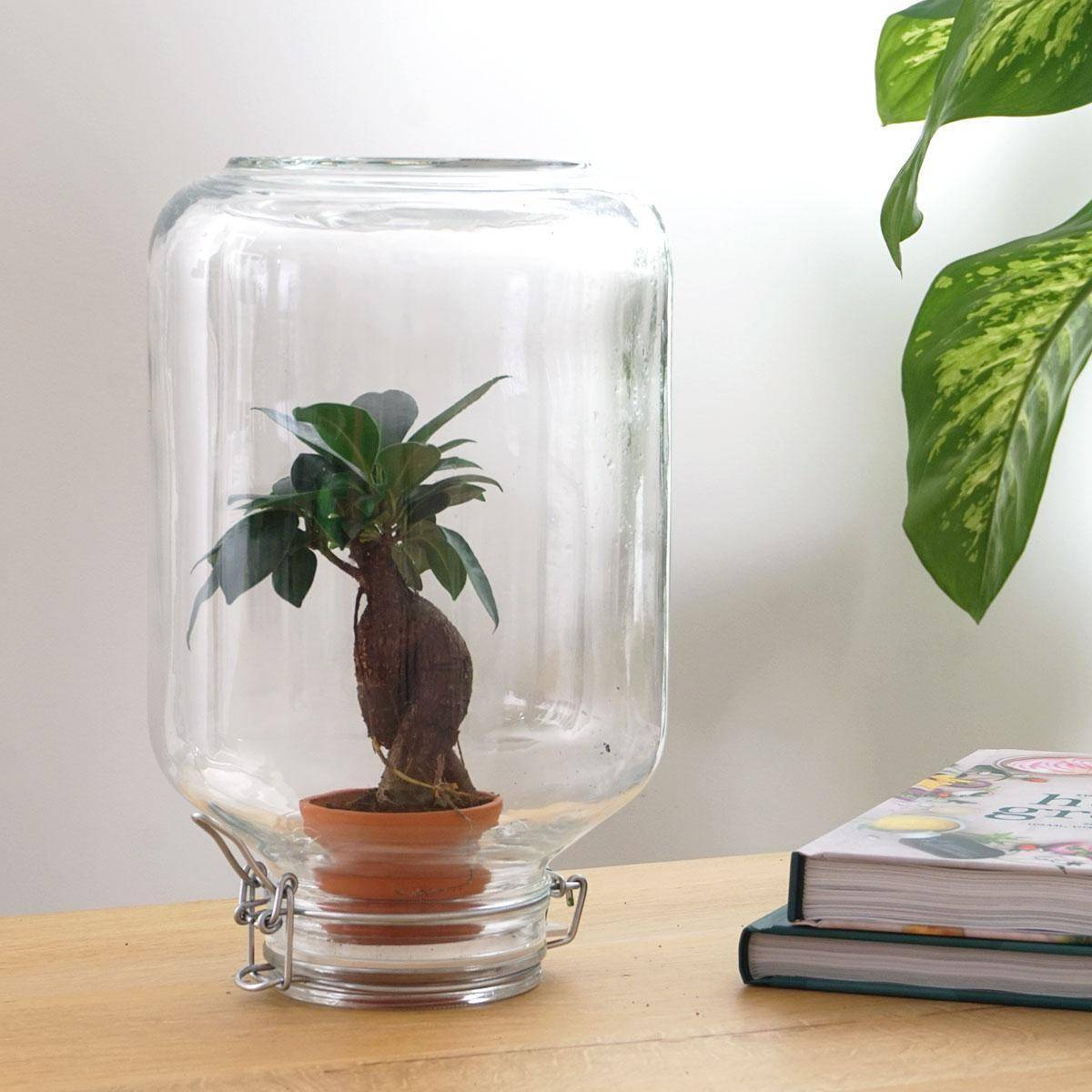 La Green Touch - Easyplant - Baby plante sous verre- La Green Touch   -