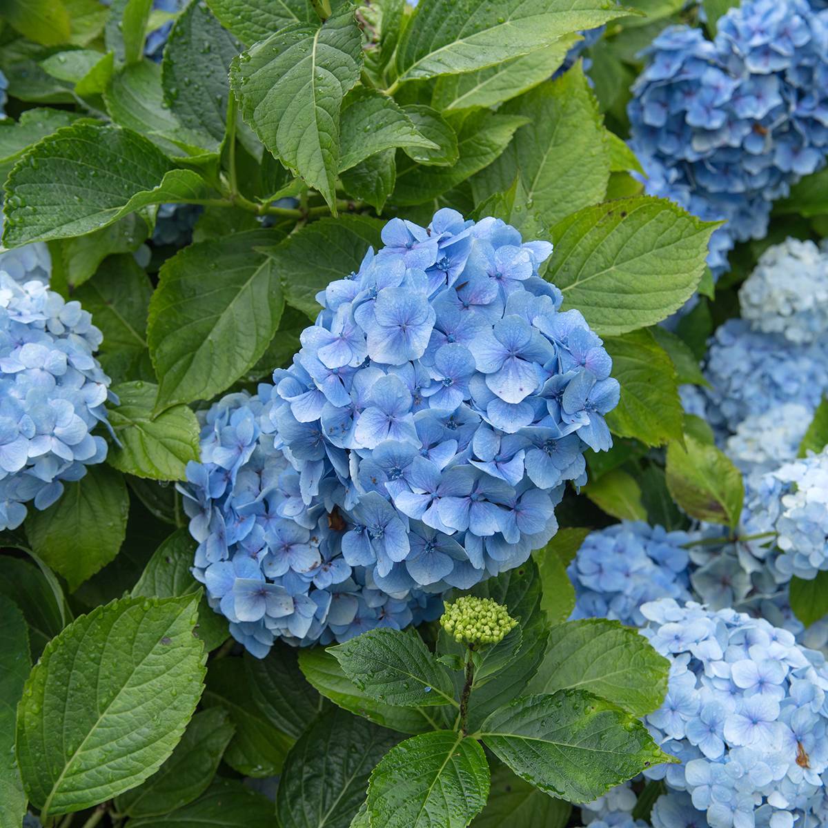 Hortensia - Hydrangea macrophylla Mousseline Pot de 2L/3L - Image 1
