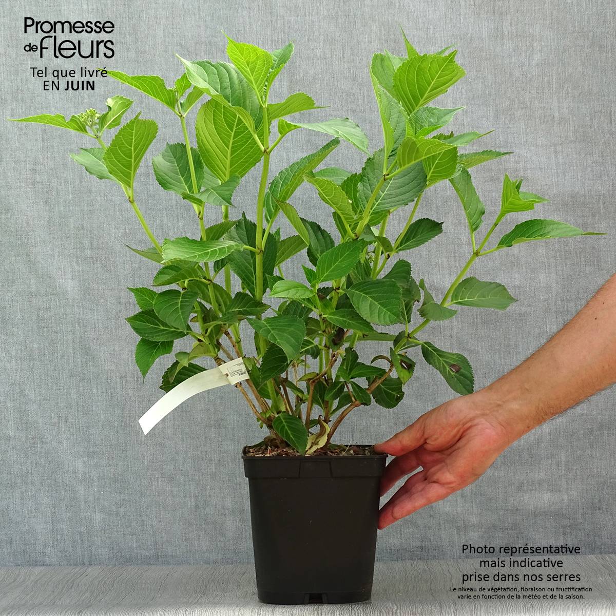 Hortensia - Hydrangea macrophylla Mousseline Pot de 2L/3L - Image 2