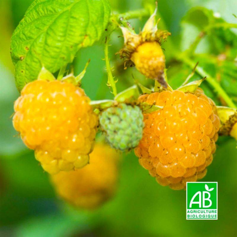 Framboisier 'Fallgold' BIO (Rubus idaeus 'Fallgold') - Godet 9cm - Pépinières Naudet - Image 1