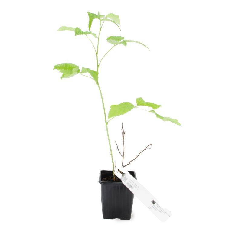 Framboisier 'Fallgold' BIO (Rubus idaeus 'Fallgold') - Godet 9cm - Pépinières Naudet - Image 3