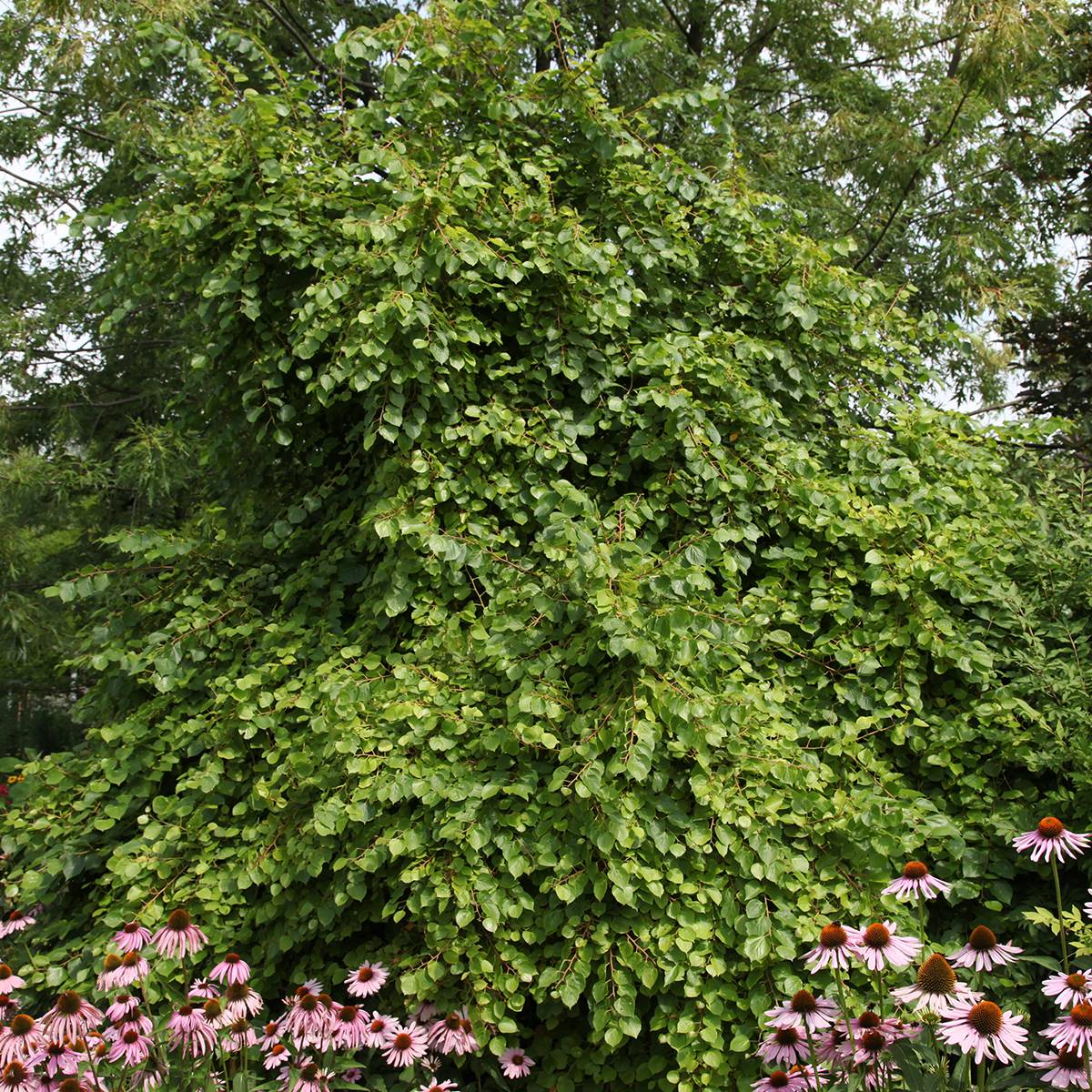 Promesse de Fleurs - Tilia cordata Pevé Kronenberg - Tilleul à petites feuilles Pot de 7,5L/10L, Tige