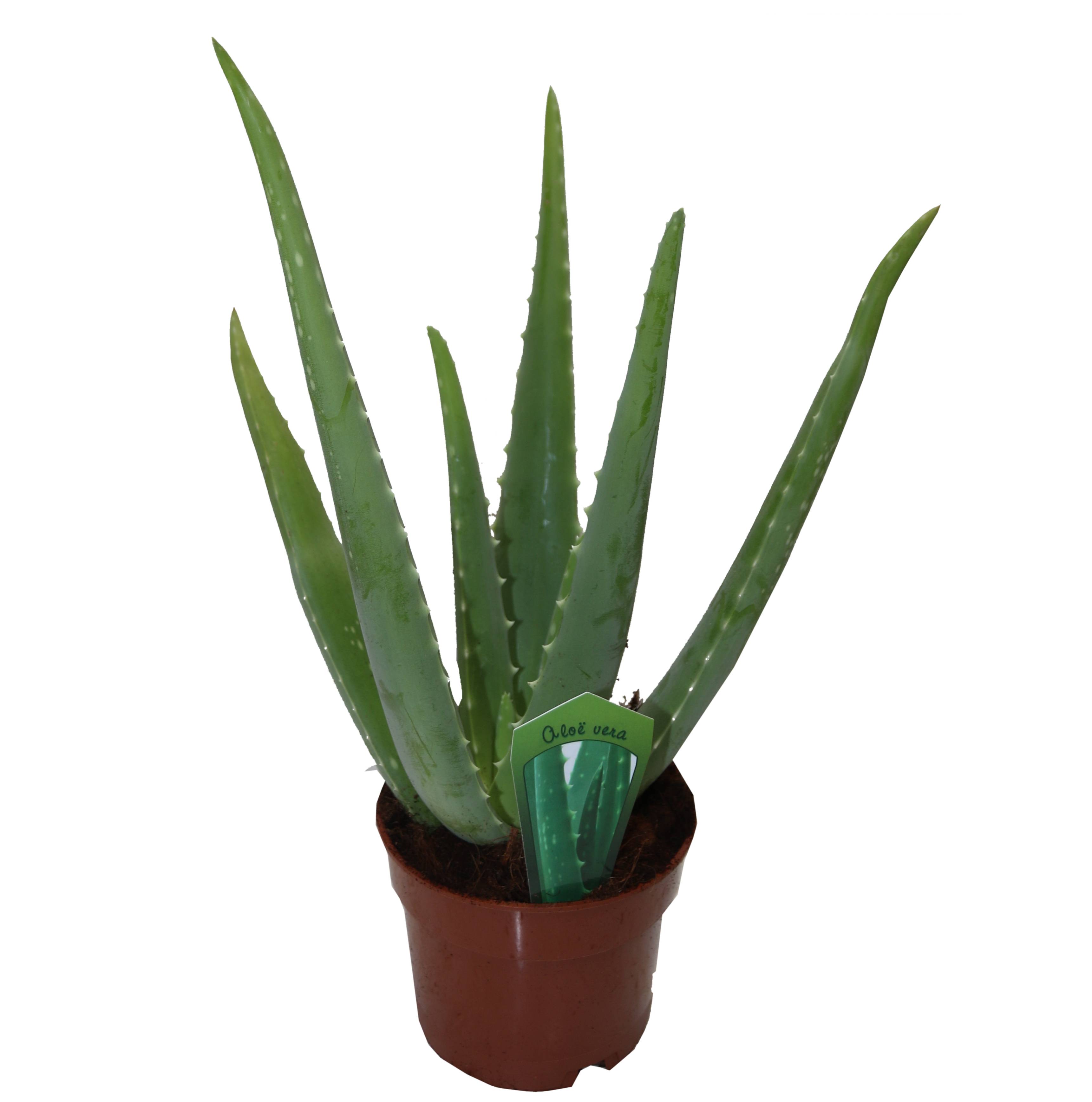 Aloe vera pot 12cm