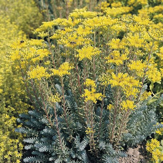 Graines de Sedum rupestre le sachet de 700 graines environ (0,1g)