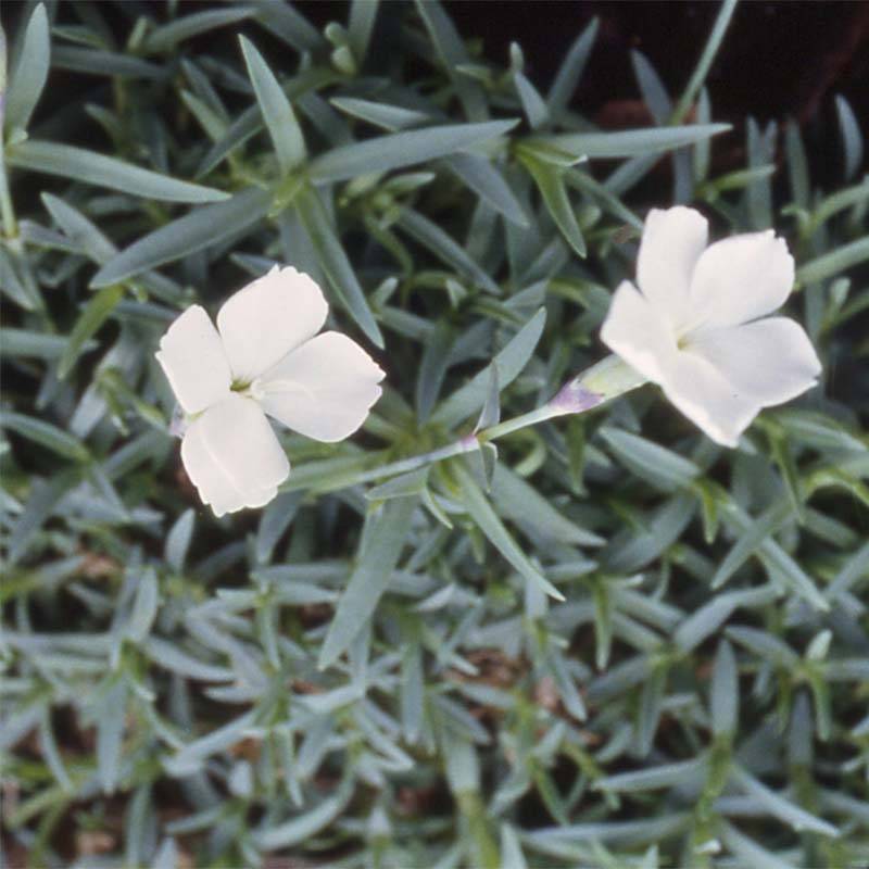 Dianthus La Bourboule Alba - Oeillet Godet de 8/9 cm