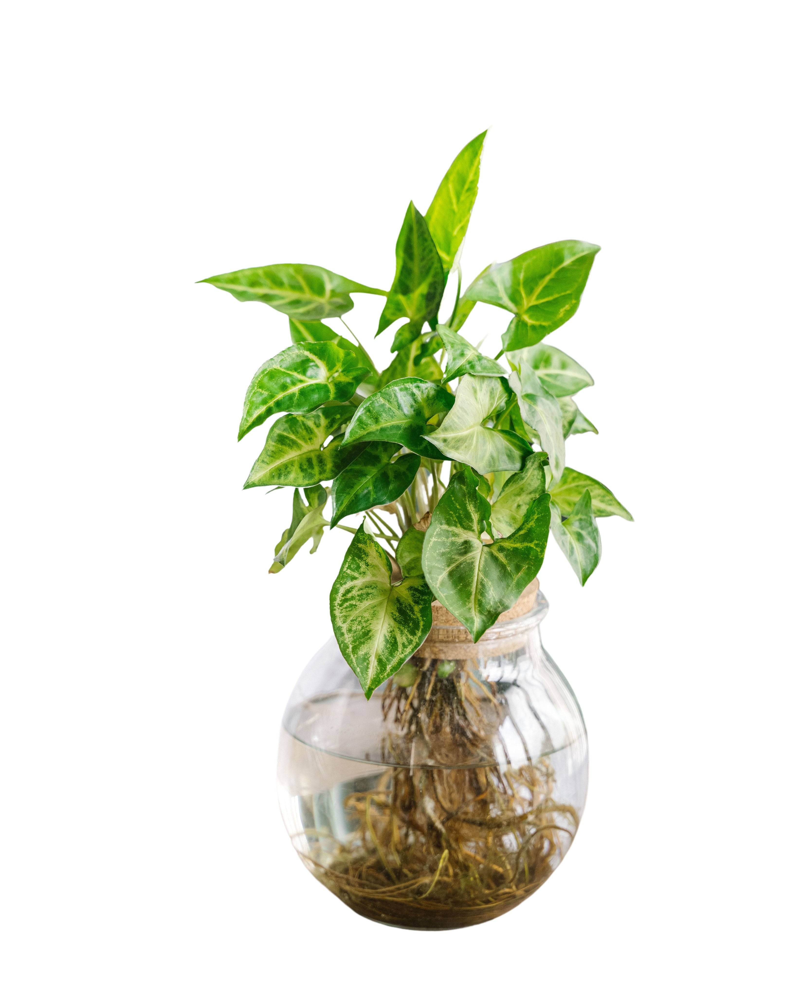 Syngonium Pixie en hydroculture 30cm - Plante d'intérieur- La Green Touch
