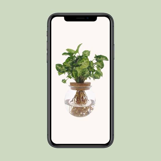 La Green Touch - Syngonium Pixie en hydroculture 30cm - Plante d'intérieur- La Green Touch - Image 4