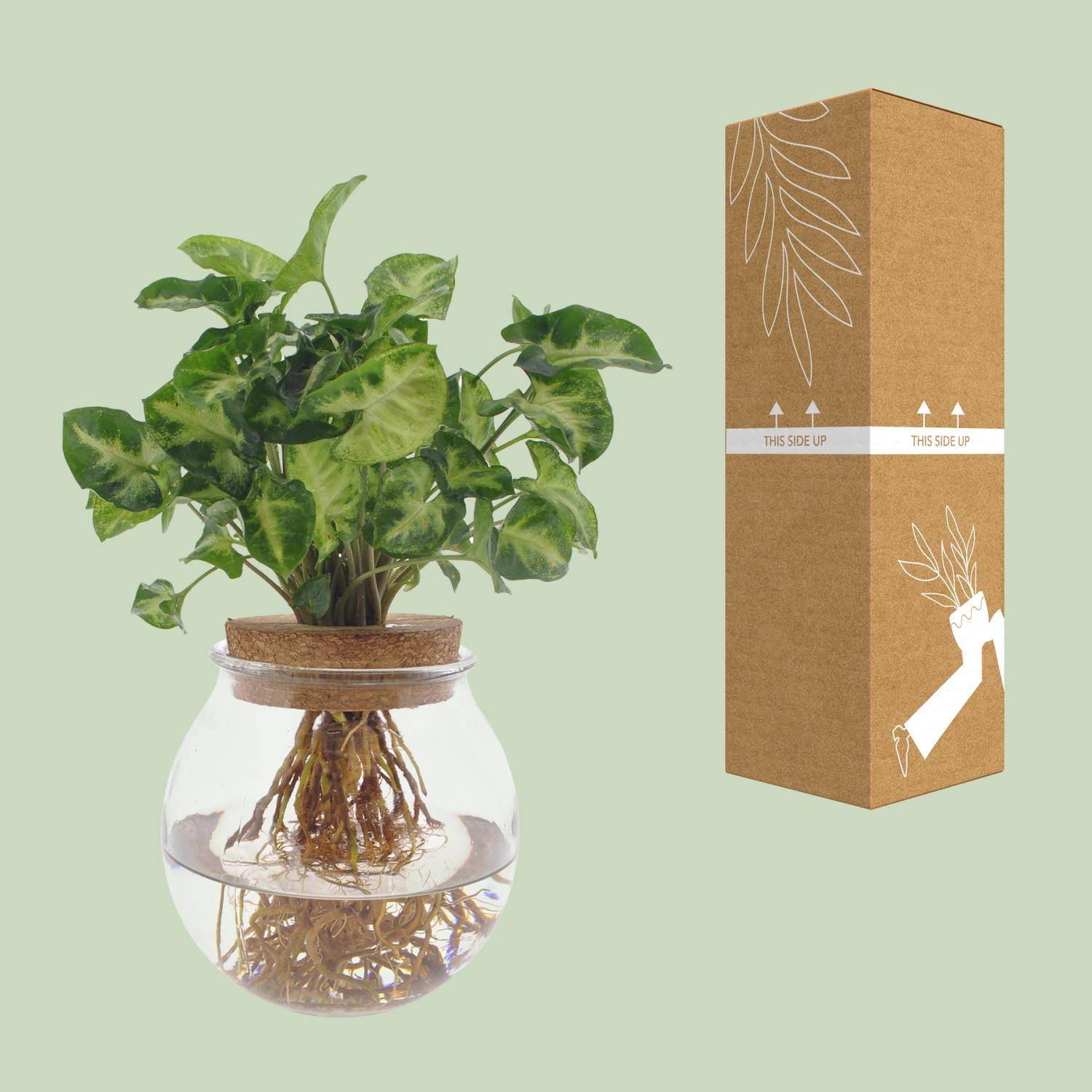 La Green Touch - Syngonium Pixie en hydroculture 30cm - Plante d'intérieur- La Green Touch - Image 3
