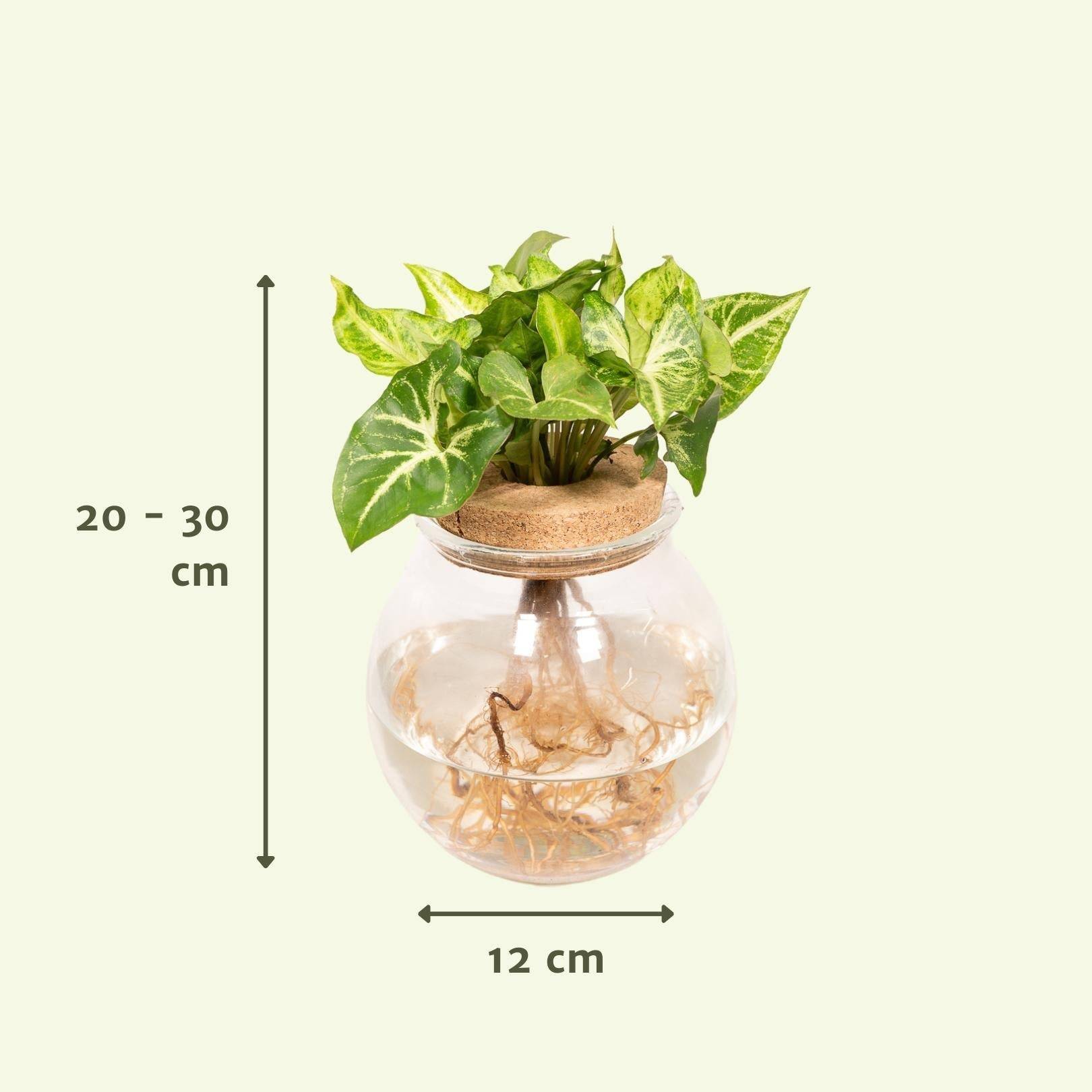 La Green Touch - Syngonium Pixie en hydroculture 30cm - Plante d'intérieur- La Green Touch - Image 2