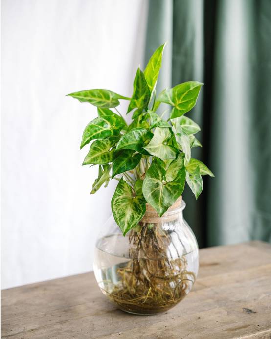 La Green Touch - Syngonium Pixie en hydroculture 30cm - Plante d'intérieur- La Green Touch - Image 1