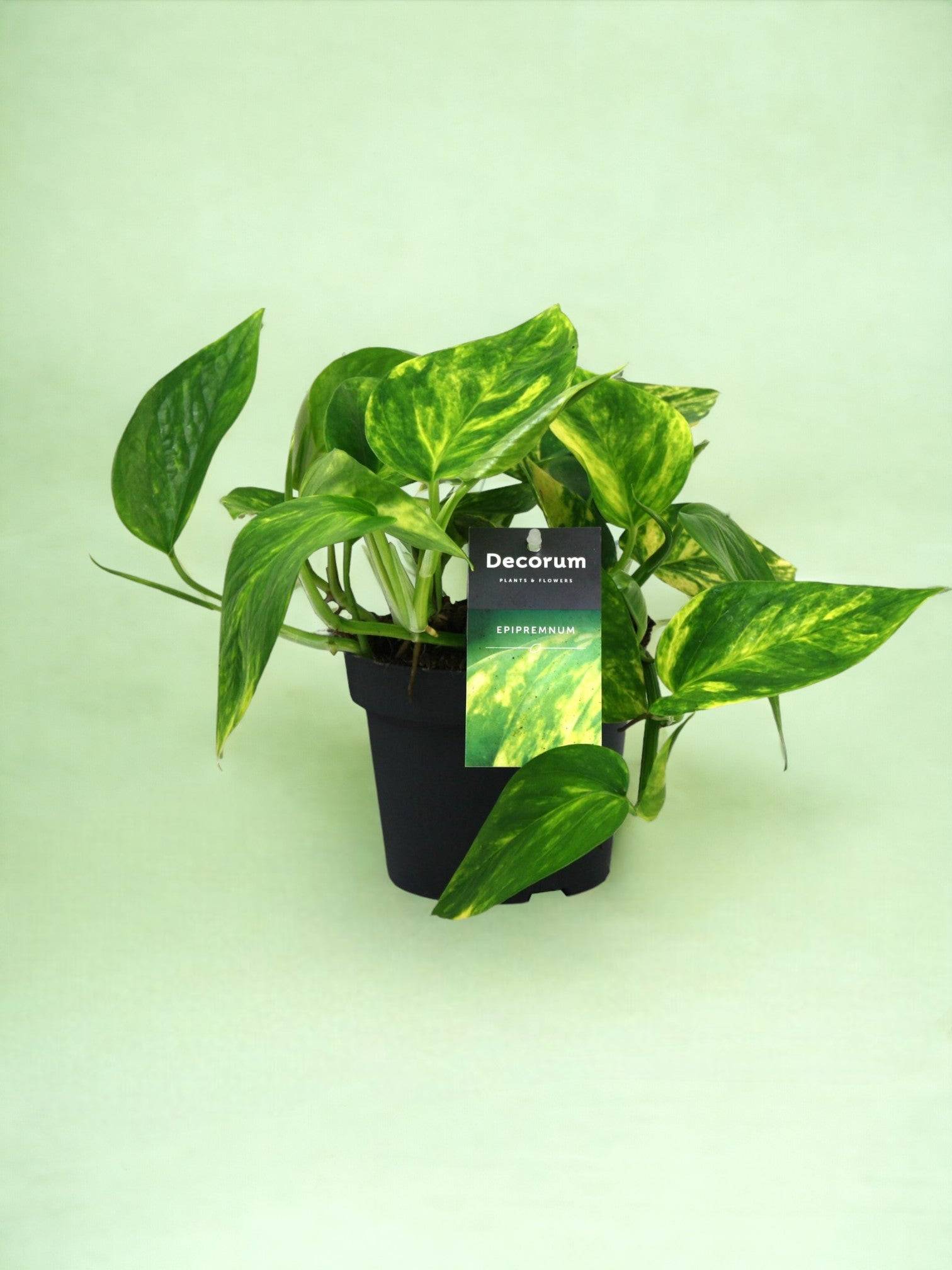 La Green Touch - Pothos Golden 20cm - Plante d'intérieur- La Green Touch - Imagen 2