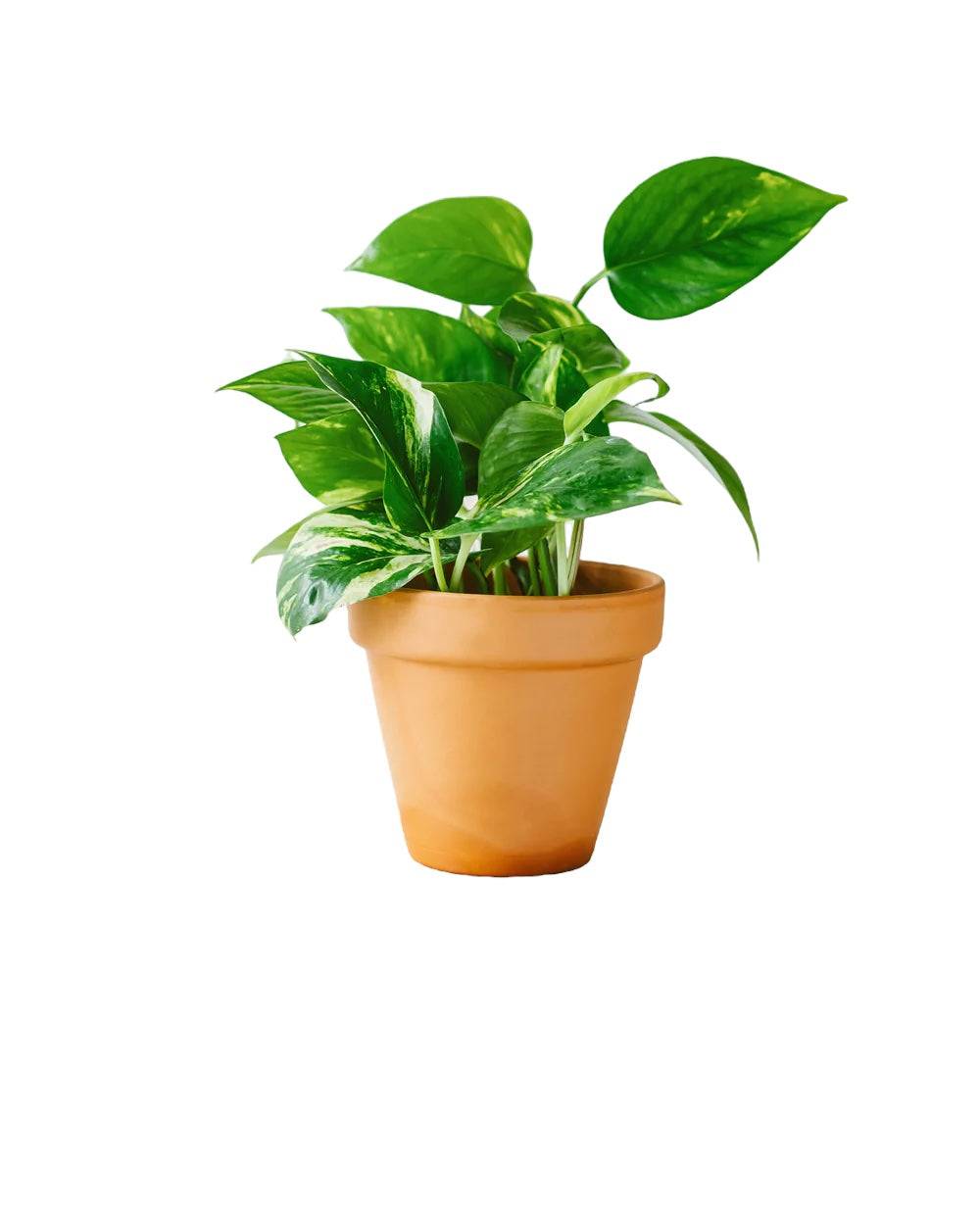 La Green Touch - Pothos Golden 20cm - Plante d'intérieur- La Green Touch - Imagen 1