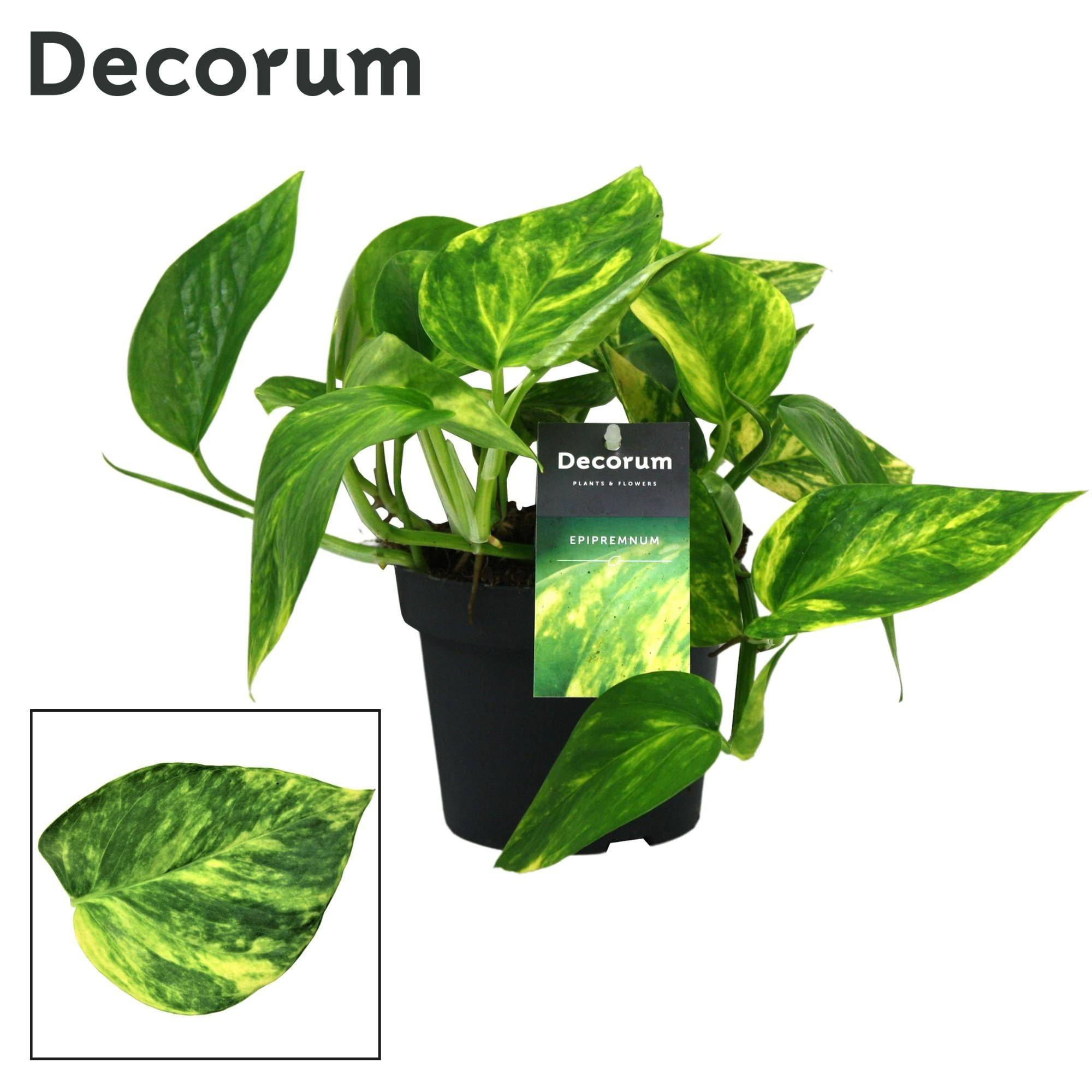 La Green Touch - Pothos Golden 20cm - Plante d'intérieur- La Green Touch - Imagen 3