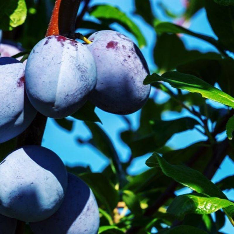Prunier 'd'Ente' (Prunus domestica 'd'Ente') - Scion de 100 à 150cm - Pépinières Naudet - Imagen 1