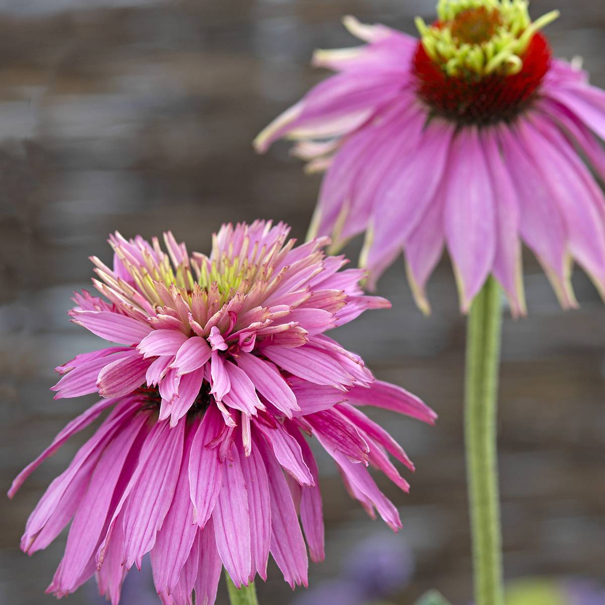 Graines d'Echinacea purpurea Double Decker -  Rudbeckia pourpre  le sachet de 20 graines environ