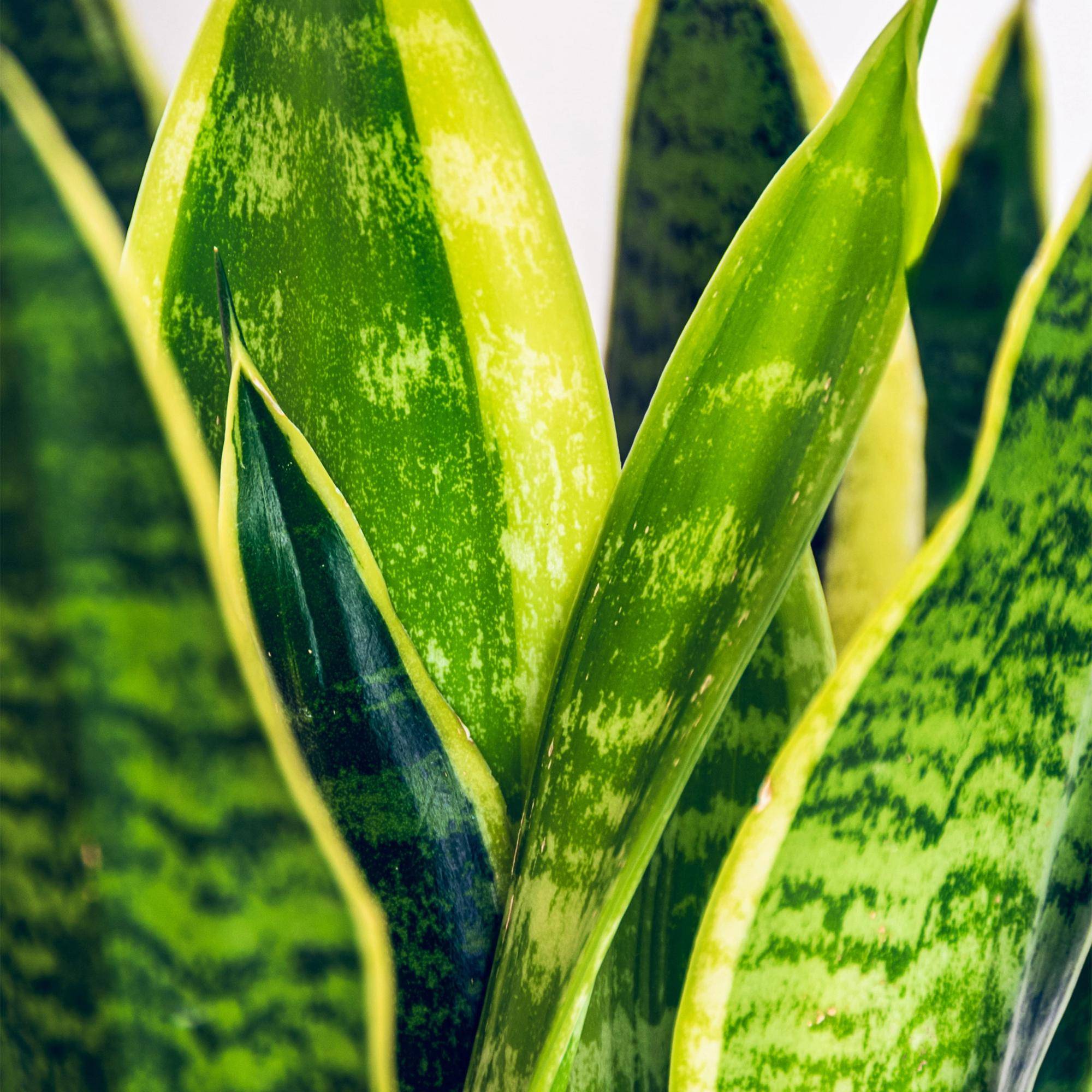 La Green Touch - Sansevieria Laurentii - D21 H80cm - Image 5