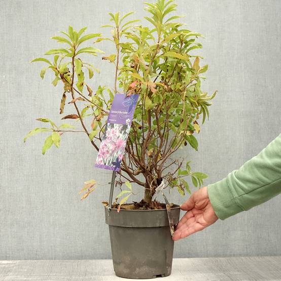 Azalée de Chine Fraseri - Rhododendron Pot de 4L/5L - Image 2